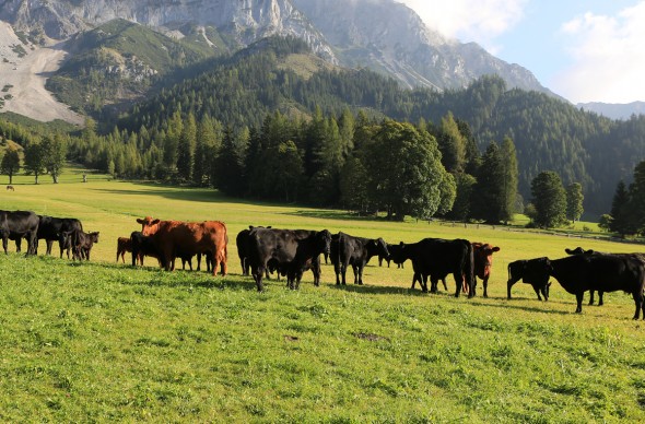 Angusrind auf dem Bauernhof
