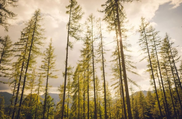 Ramsau Landschaft im Sommer